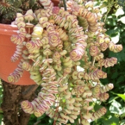 Красула (Crassula nealiana, Crassula marnieriana)