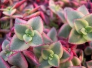 Красула (Crassula pellucida subsp. marginalis Variegata)