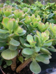 Красула, дървото на живота (Crassula ovata)