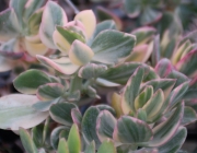 Красула овата вариегата (Crassula ovata variegata)