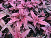Криптантус (Cryptanthus)