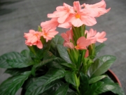 Кросандра (Crossandra)