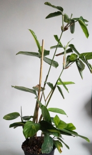 Ктенанте (Ctenanthe)