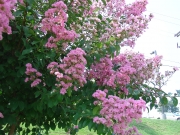 Лагерстремия, Индийски люляк, бледорозов (Lagerstroemia Apalachee)