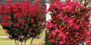 Лагерстремия, Индийски люляк, червен (Lagerstroemia indica Durant Red)