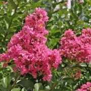 Лагерстремия, Индийски люляк (Lagerstroemia indica Prerose)