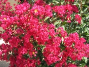 Лагерстремия, Индийски люляк, червен (Lagerstroemia indica Red Imperator)