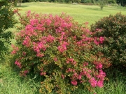 Лагерстремия, Индийски люляк (Lagerstroemia indica Houston)