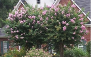 Лагерстремия, Индийски люляк (Lagerstroemia indica x Faurieri Muskogee)