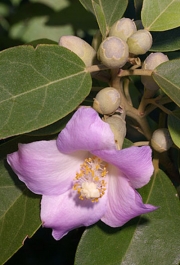 Лагунария, семена (Lagunaria patersonia Norfolk Island Hibiscus)