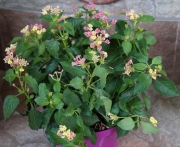 Лантана (Lantana)