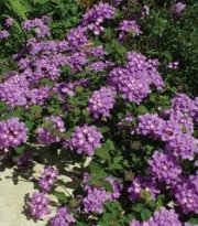 Лантана, малка, каскадна (Lantana sellowiana)