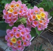 Лантана (Lantana)
