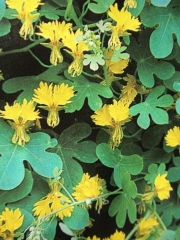 Латинка тропаеолум семена (Tropaeolum fl. pl.)
