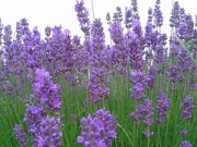 Лавандула, малка (Lavandula angustifolia Lavendol)