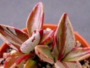 Ленофилум вариегата (Lenophyllum guttatum variegata)