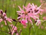 Лихнис Свиларка Румянка Кукувичи цвят (Lychnis flos-cuculi)