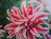 Лилиум кичест (Lilium distant drum)
