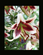 Лилиум (Lilium Beverlys Dream)