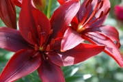 Лилиум (lilium black out)