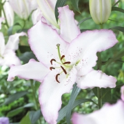 Лилиум (Lilium Brasilia)