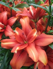 Лилиум (Lilium Cocktail Twin)
