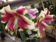 Лилиум (Lilium Robert Swanson)