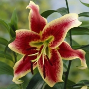 Лилиум (Lilium Scheherezade)