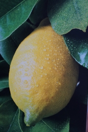 Лимон (Lemon)