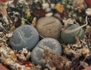 Литопс, живи камъчета (Lithops)