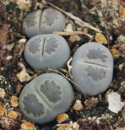Литопс, живи камъчета (Lithops)
