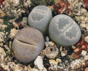 Литопс, живи камъчета (Lithops)