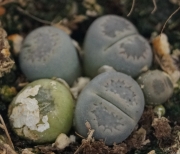 Литопс, живи камъчета (Lithops)