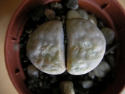 Литопс (Lithops)