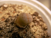 Литопс (Lithops)