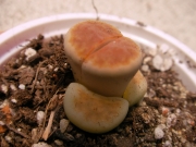 Литопс (Lithops)