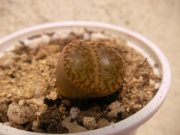 Литопс (Lithops)