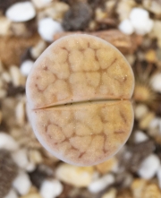 Литопс (Lithops)