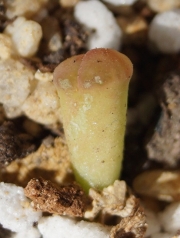 Литопс (Lithops)