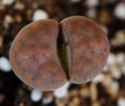Литопс (Lithops)
