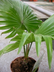 Ливингстония (Livingstonia chinensis)