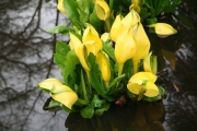 Лизихитон американски, жълт (Lysichiton americanus)