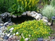 Лизимахия, Кръглолистно ленивче (Lysimachia nummularia)
