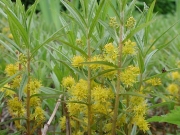 Лизимахия (lysimachia thyrsiflora)