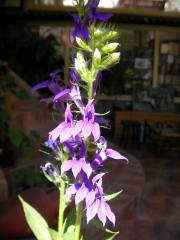 Лобелия (Lobelia siphilitica)