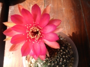Лобивия (Lobivia arachnacantha)
