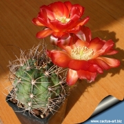 Лобивия (lobivia hualfinensis var.fechseri)