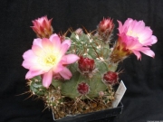 Лобивия (Lobivia pentlandii v. aurea)