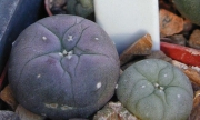 Лофофора (Lophophora diffusa var. koehresii)