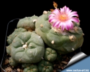 Лофофора (Lophophora Jourdaniana)